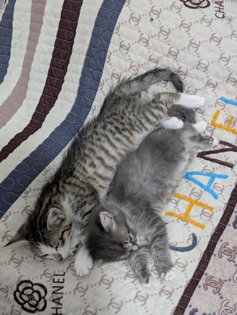 Отдам двух котят