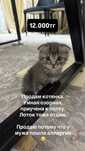 Котенок ПРИУЧЕН К ЛОТКУ 12.000тг