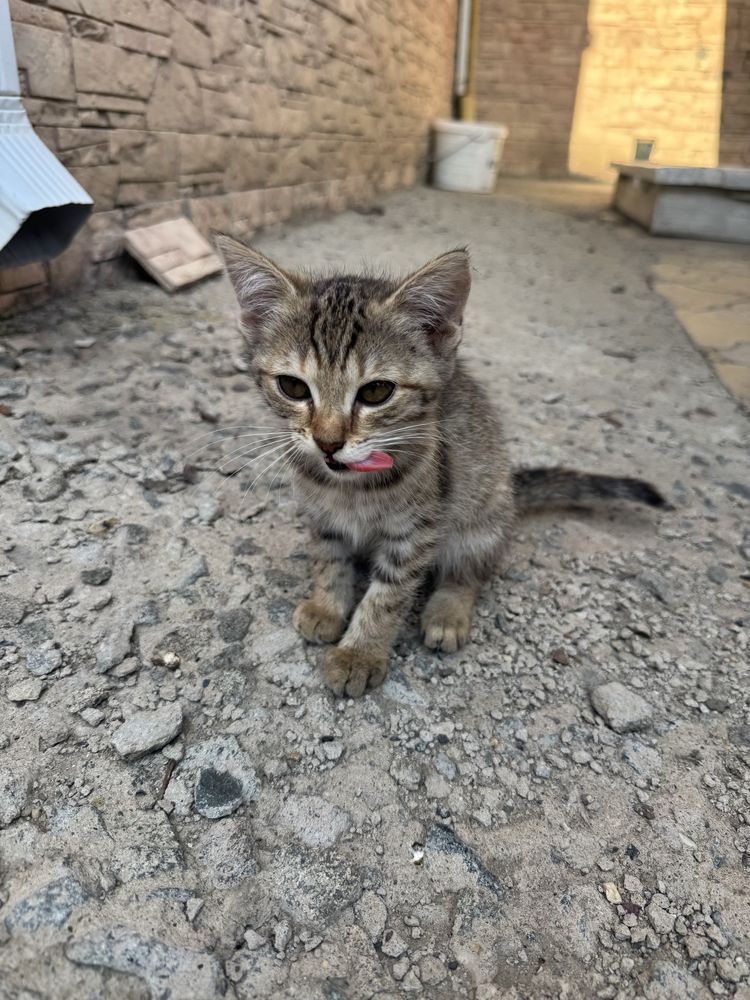Отдам котенка в добрые руки