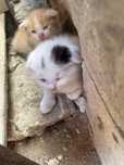 Котята 1 месяц мама вислоухая папа сосед даром в хорошие руки