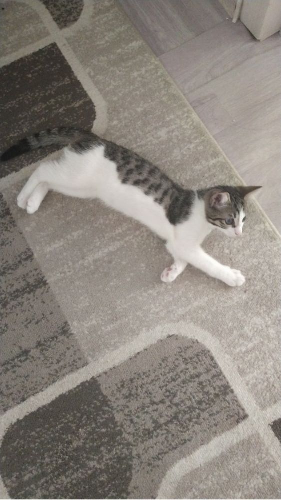 Отдам котенка девочку