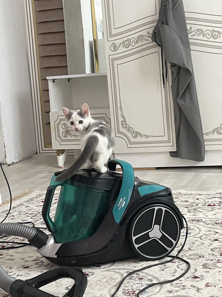 Котенок приучен к лотку, послушная девочка