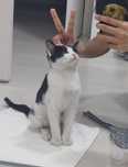 Отдам котенка бесплатно даром