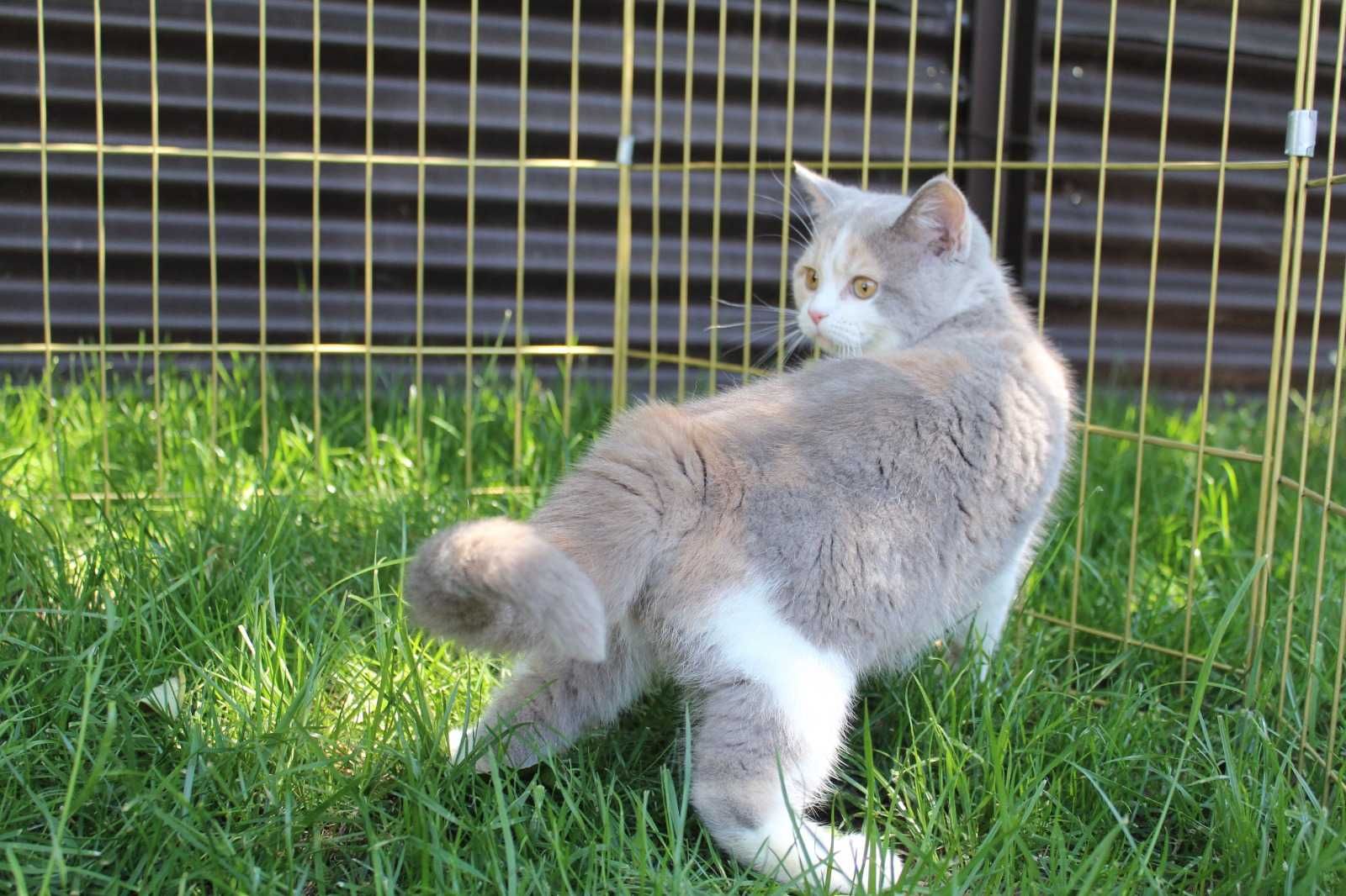 Продажа чистокровных котят
