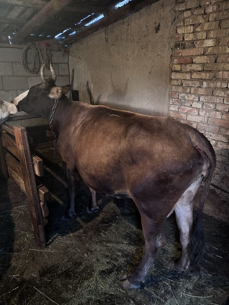 Продам корову ……