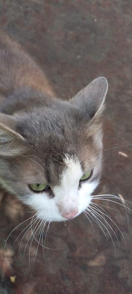 Кошечка ищет семью