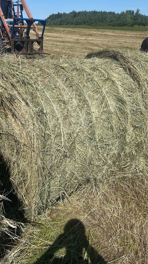 Продам сено рулоны