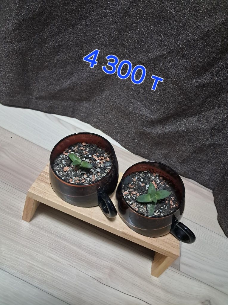 Продам комнатные растения