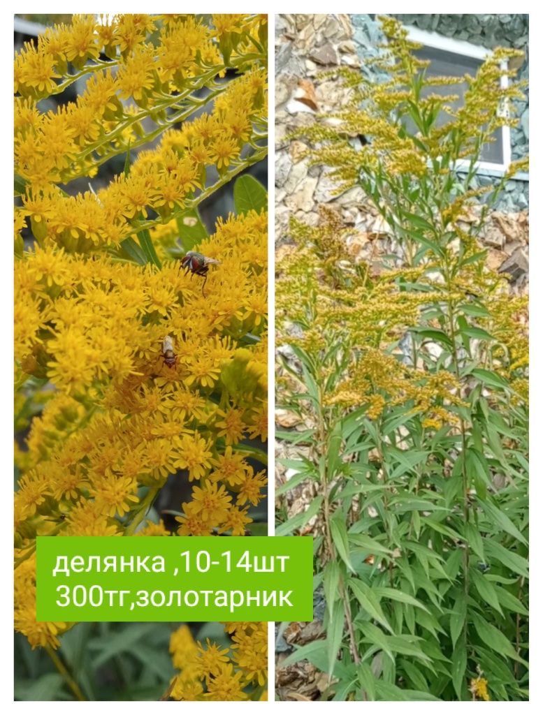 ,горшки , инструмент садовый , листайте фото.. обмен