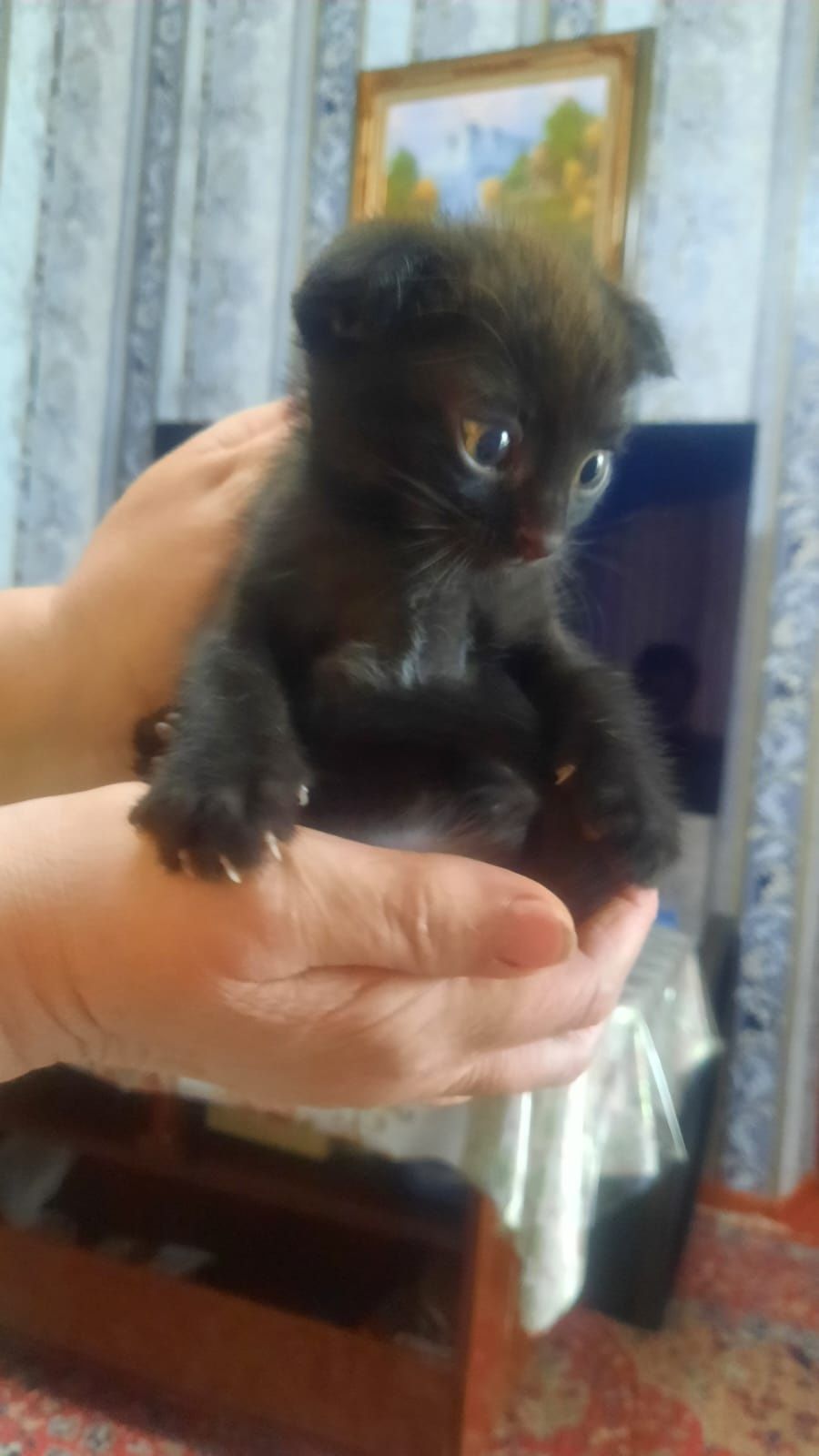 Отдам котят в добрые руки