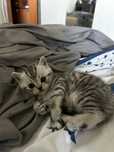 Британский котенок