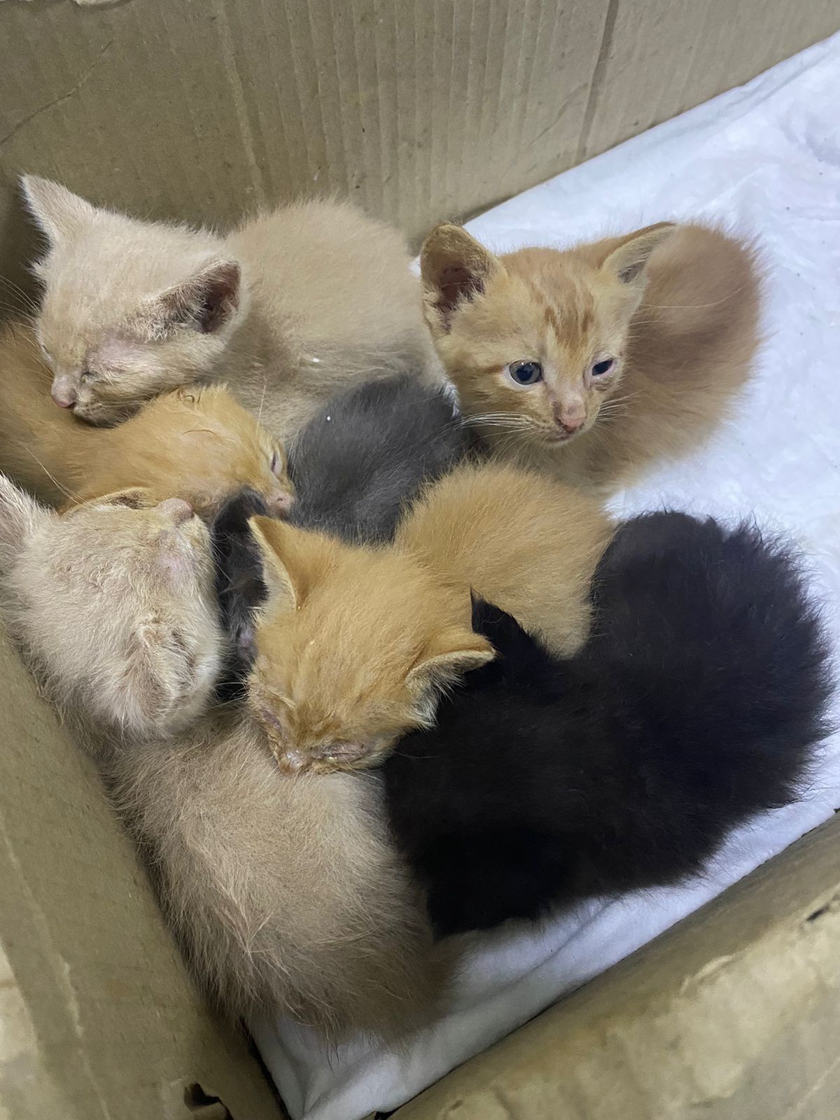 Бесплатно котята, мальчики и девочки