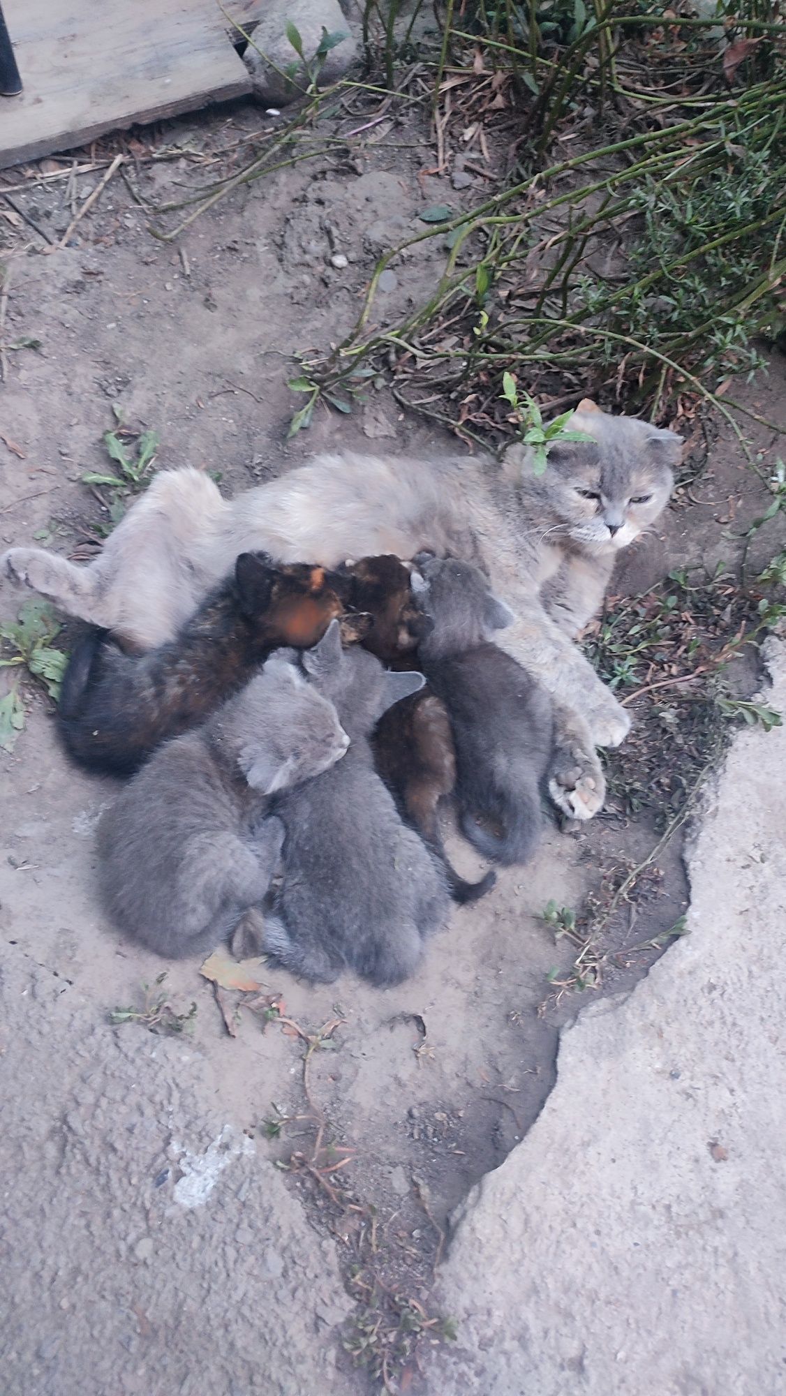 Отдам 6 котят   .