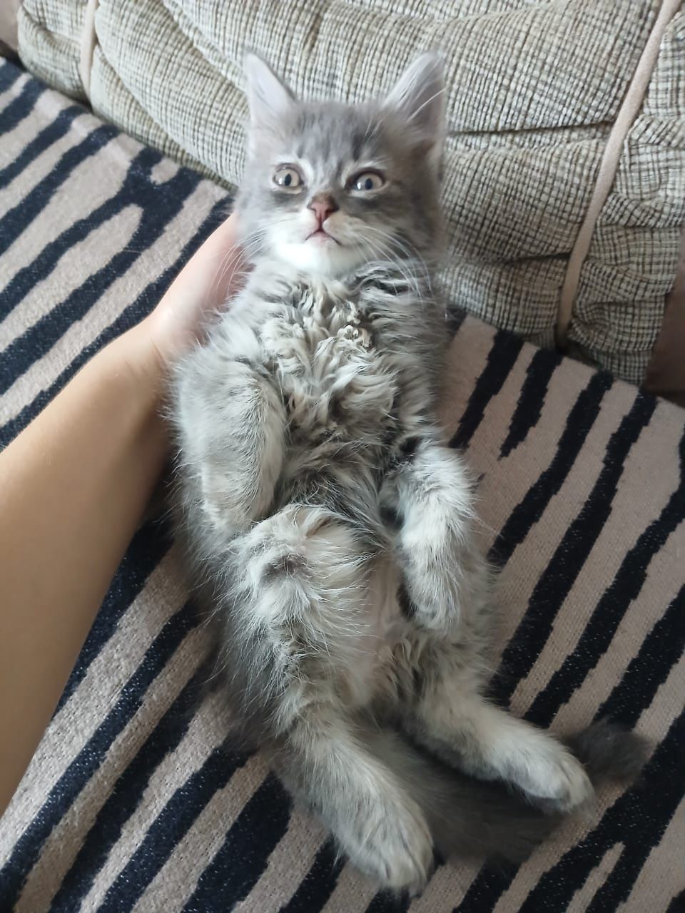 Кошечка 2 месяца