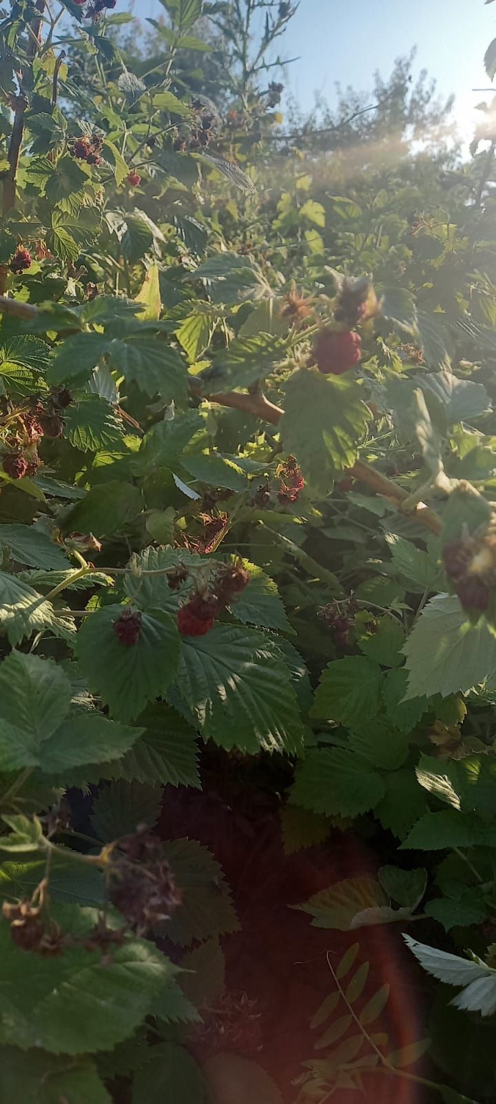 Продам дачу 10 соток