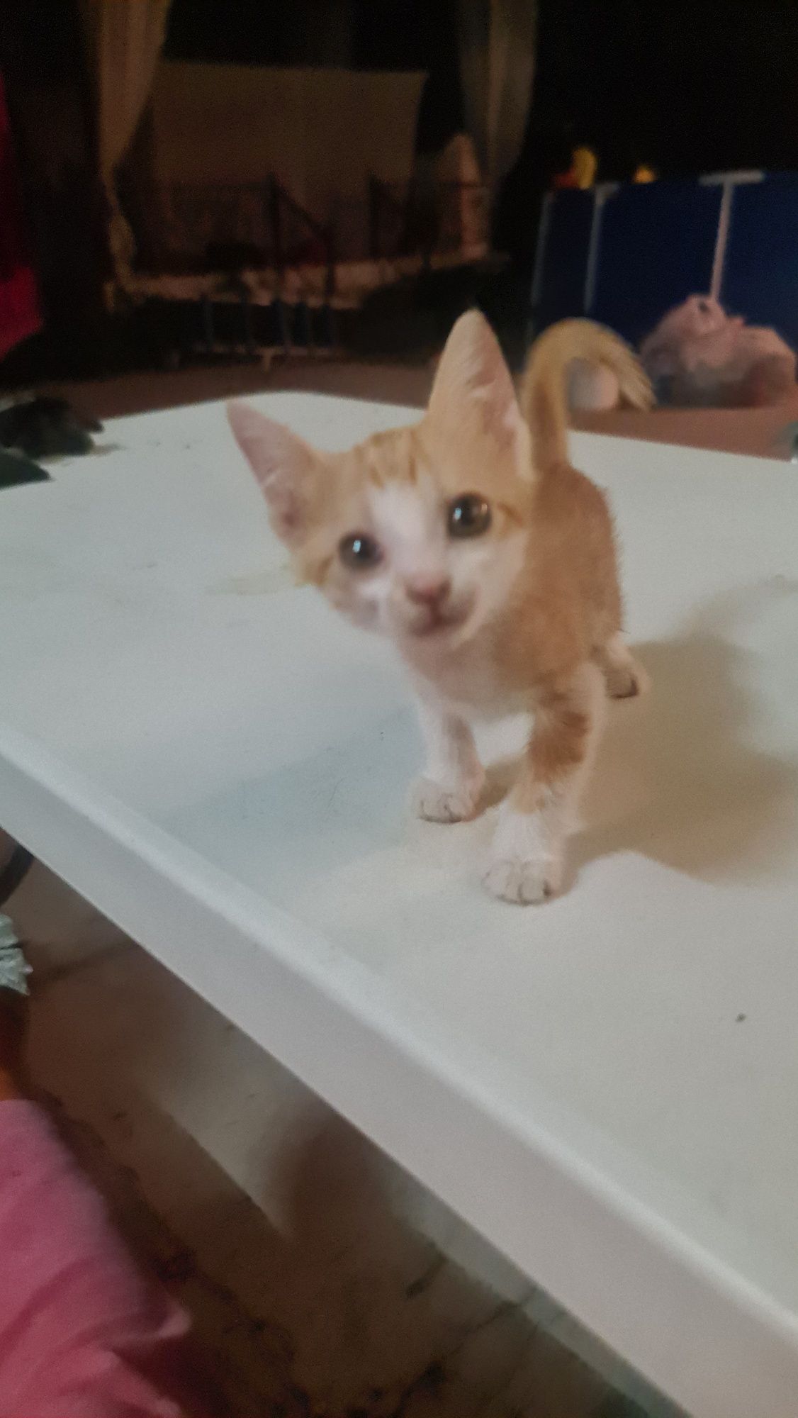 Котёнок рыжий мальчик