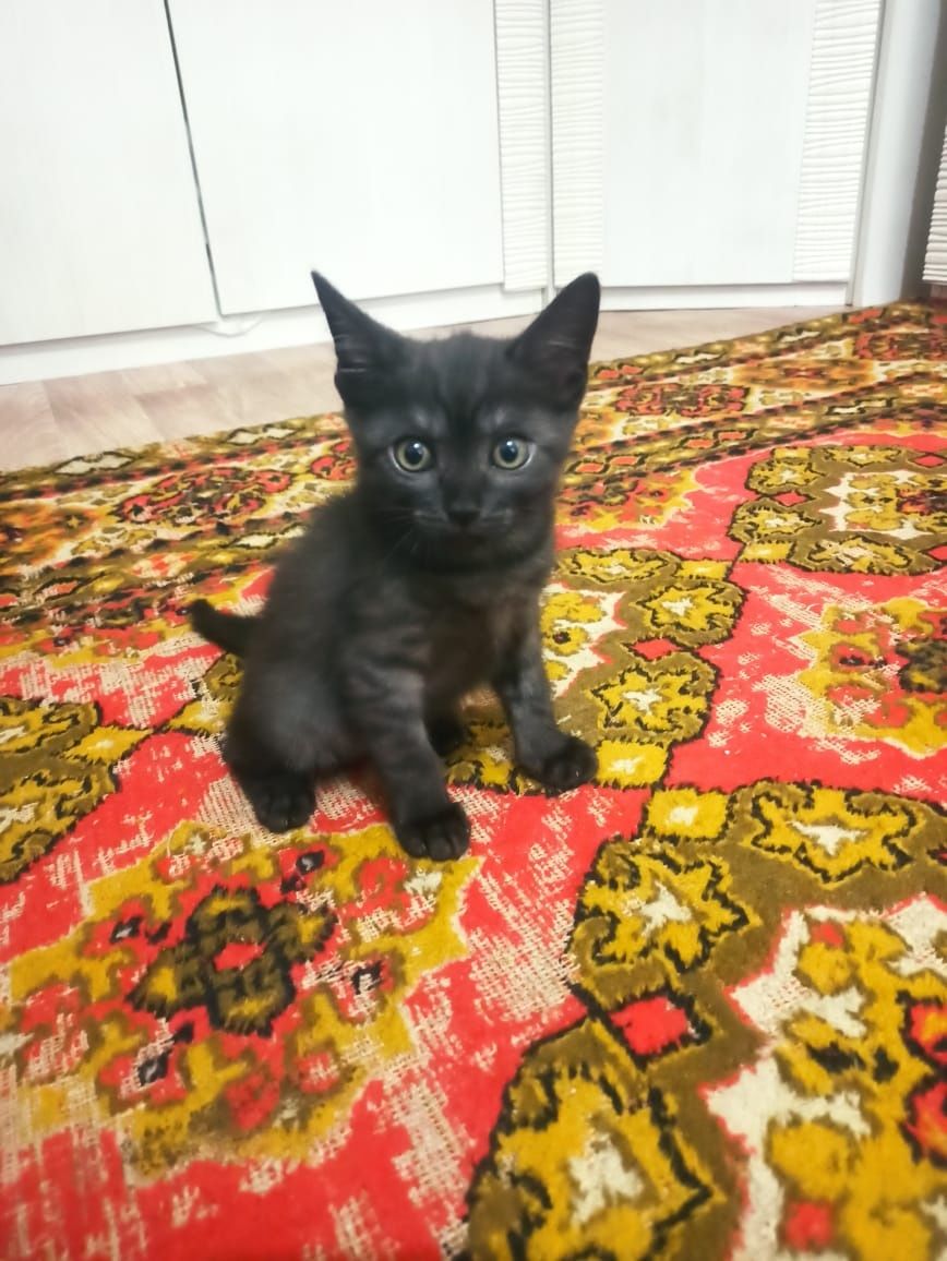Котята в хорошие добрые руки