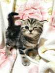 Котята шотландской породы