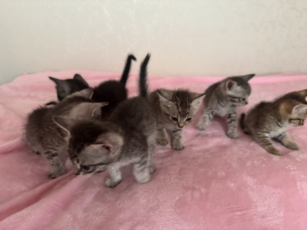 котята 6 - 500тг