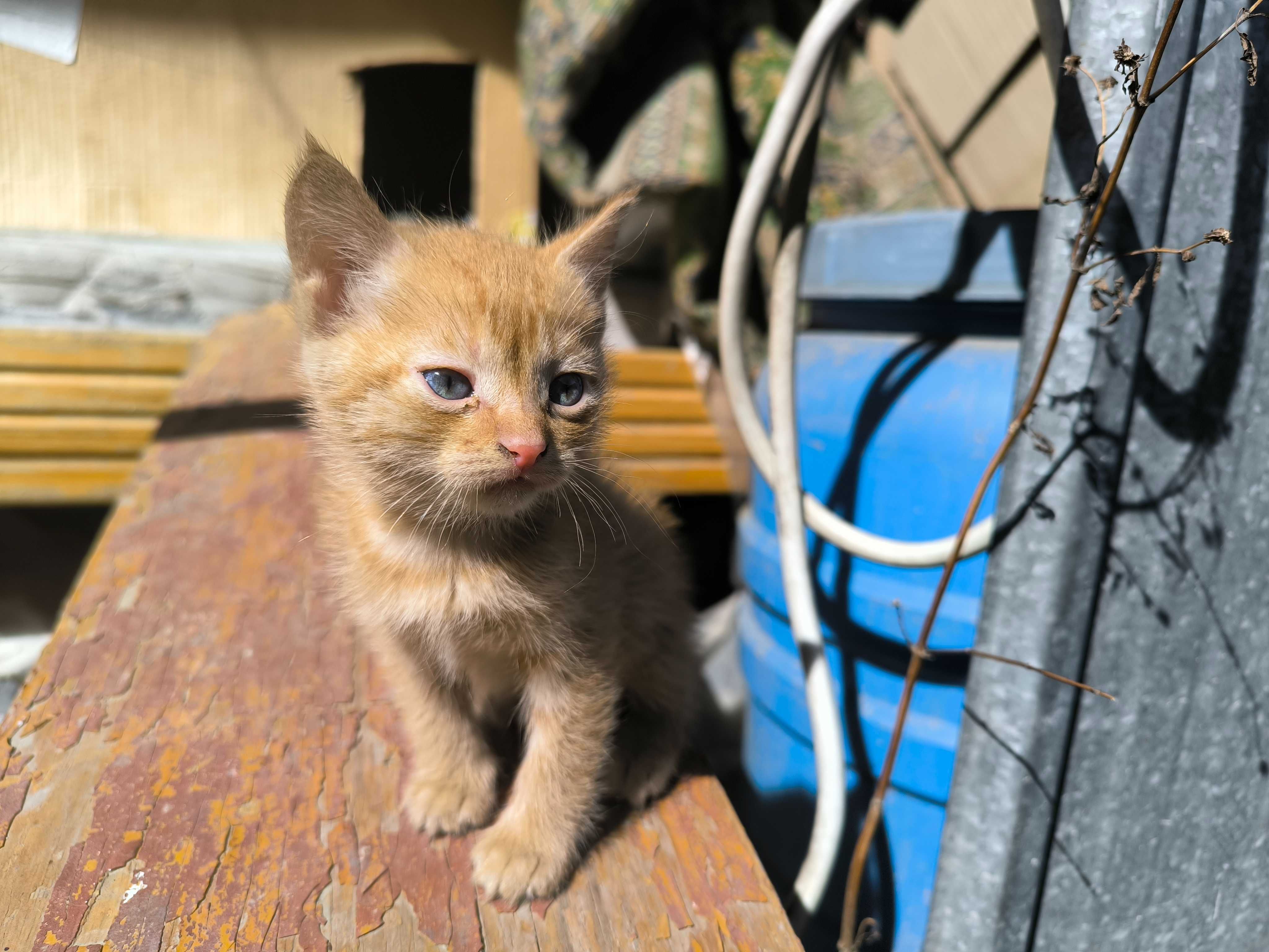 Котята бесплатно