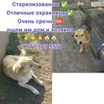 Отдам собачку, стерилизованна, отличная охранница