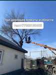 Спил деревьев Алматы и области