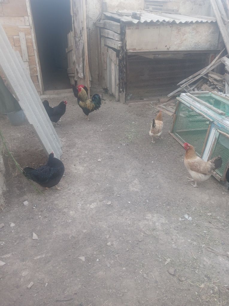 Продам курей, цыплят