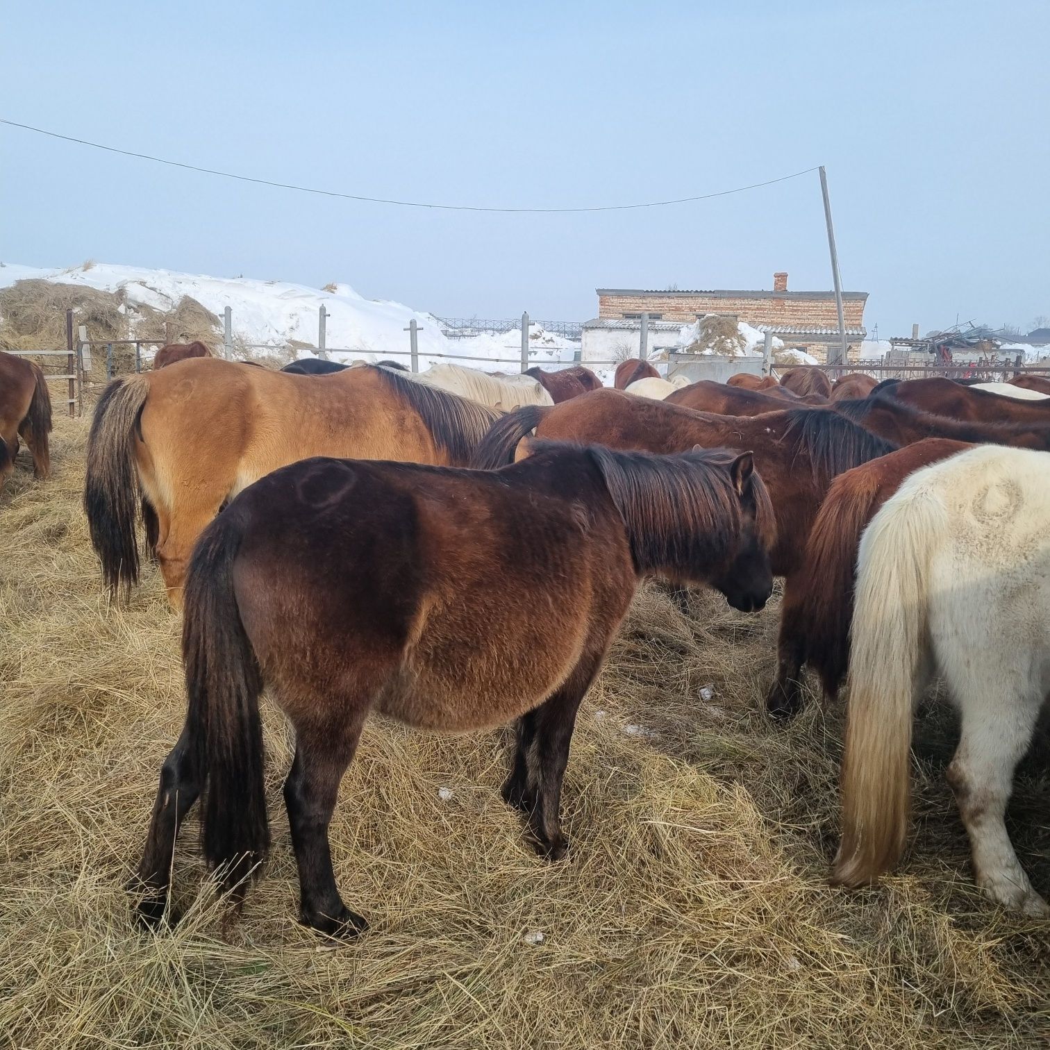 Продам кобыл на развод