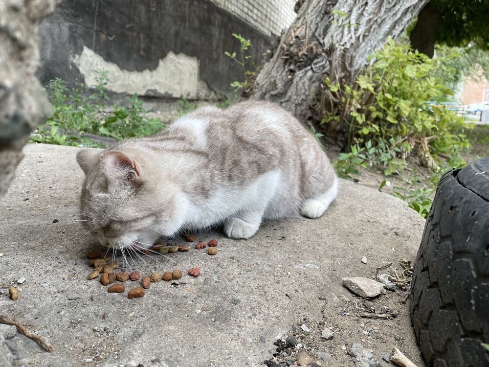 Кот или кошка ищет дом