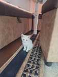 Отдам котят в хорошие руки