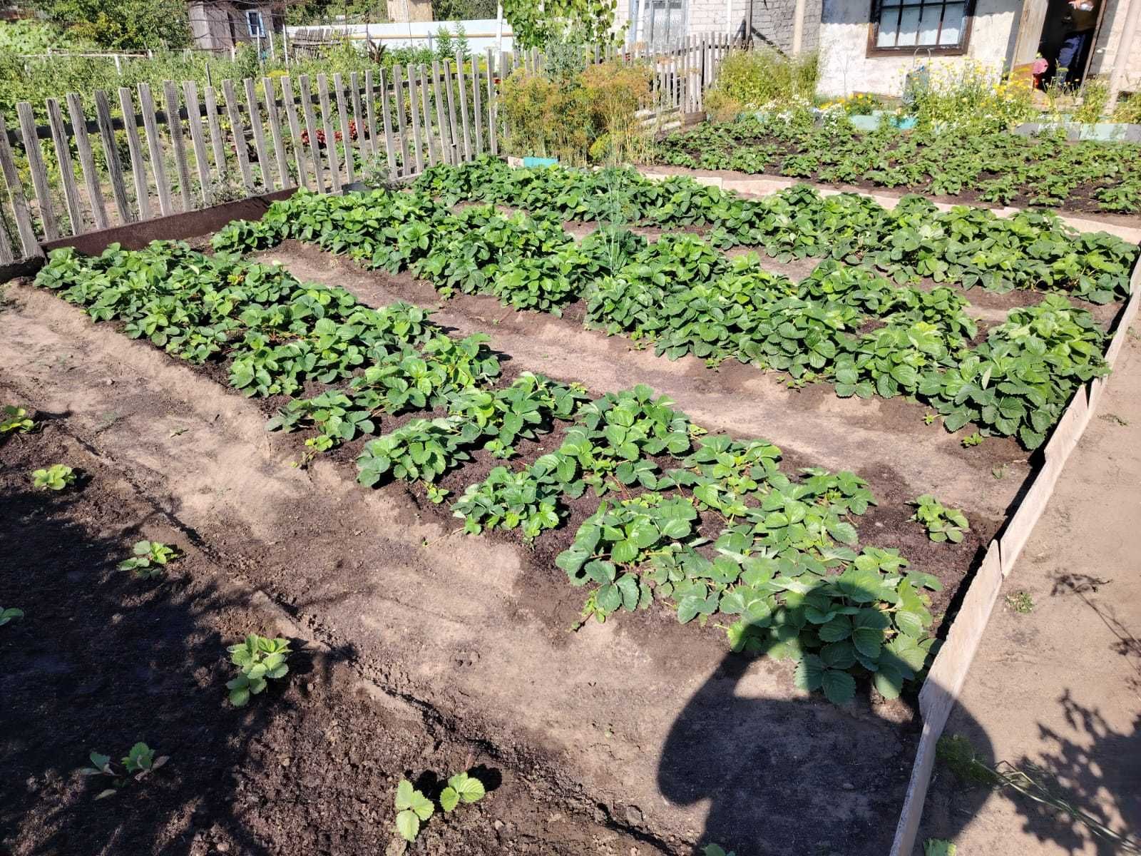Продам дачу сад "Здоровье"