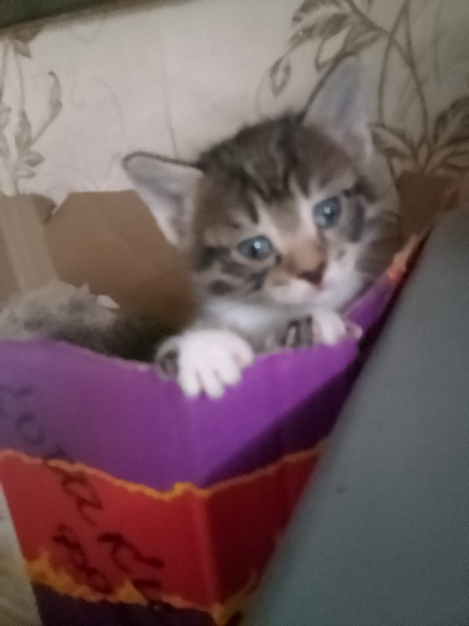 Отдам котят (сортировка)