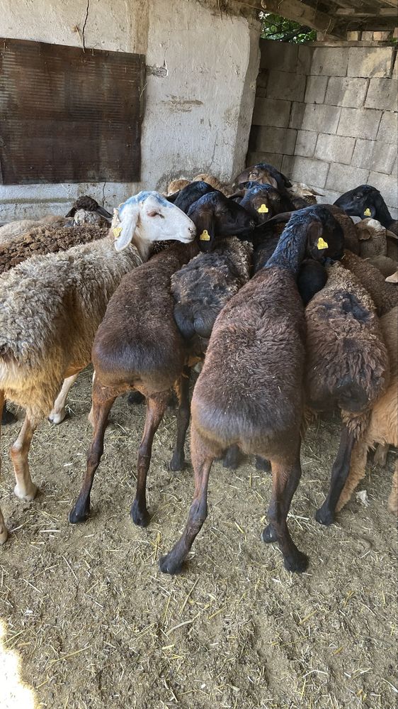 Продам жирных баран. Семіз қойлар сатылады