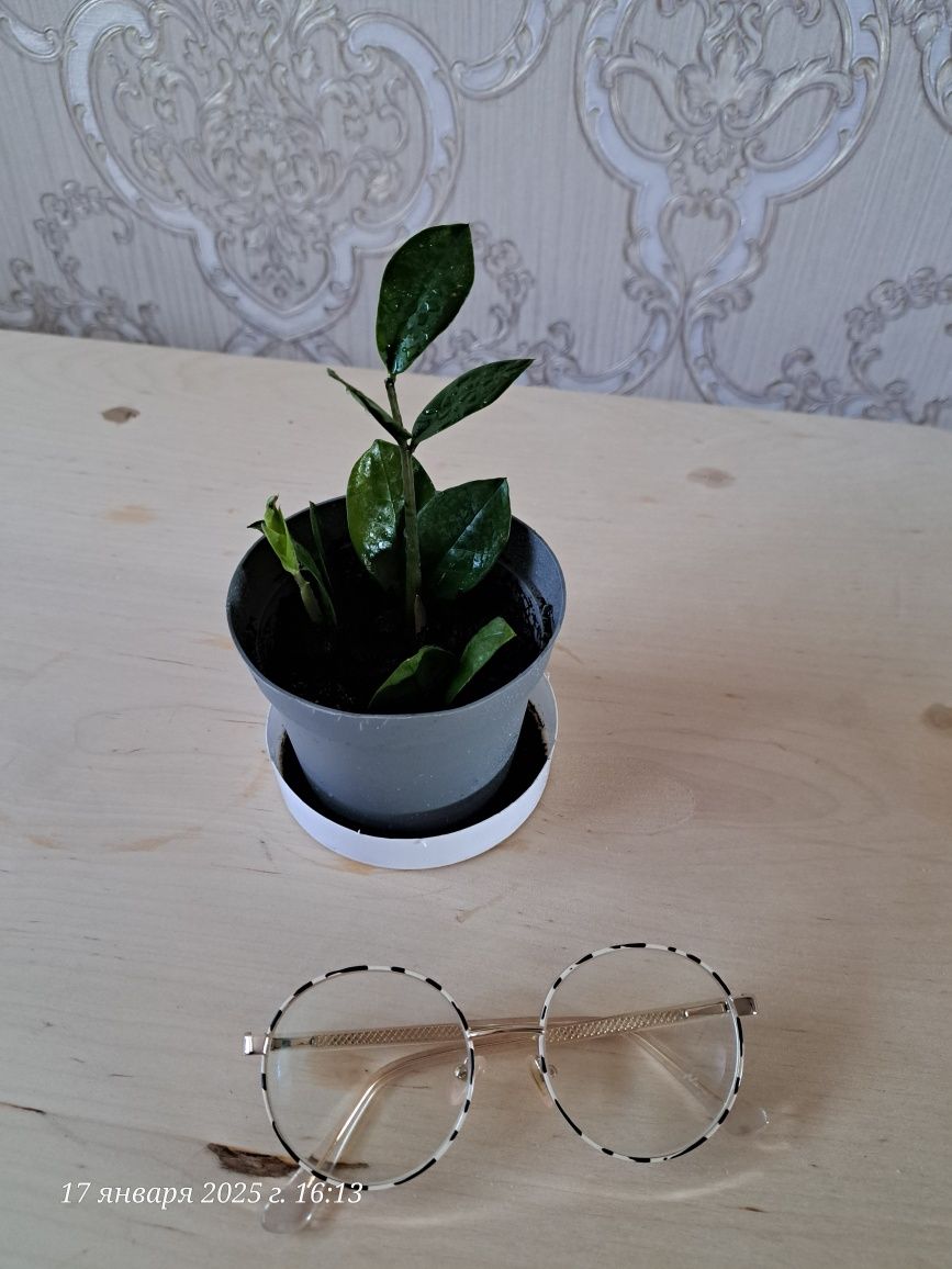 Продам Долларовый/Замиокулькас