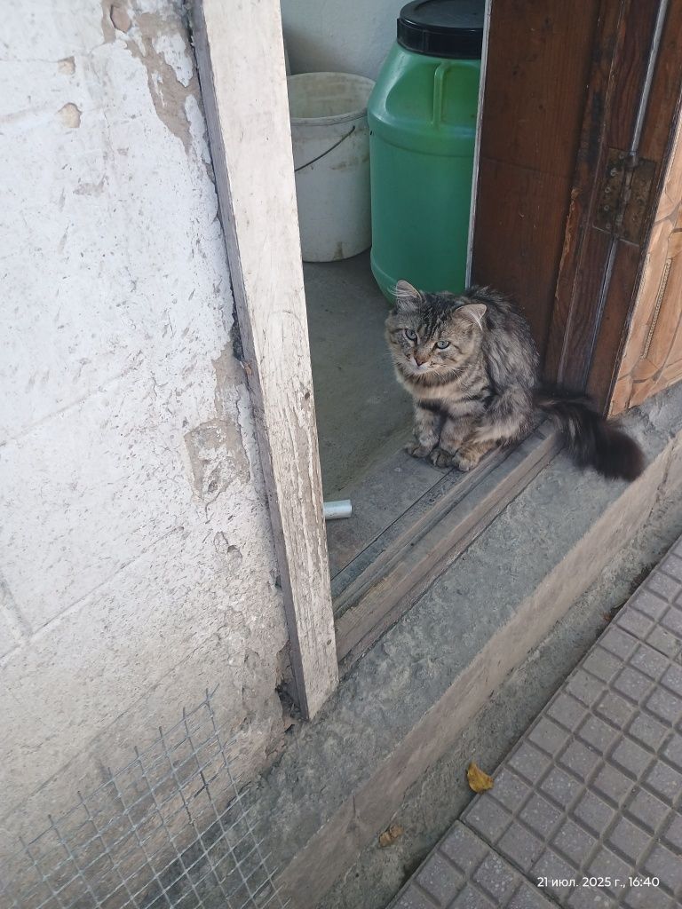 Отдаем котов в добрые руки!
