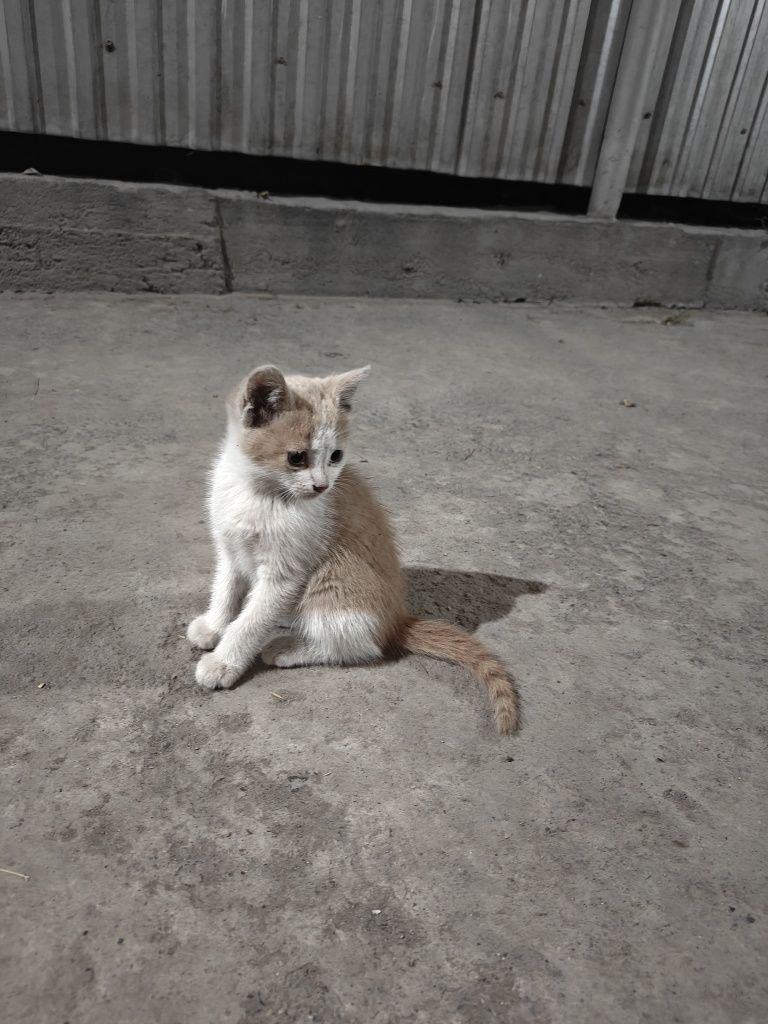 Бесплатно котята