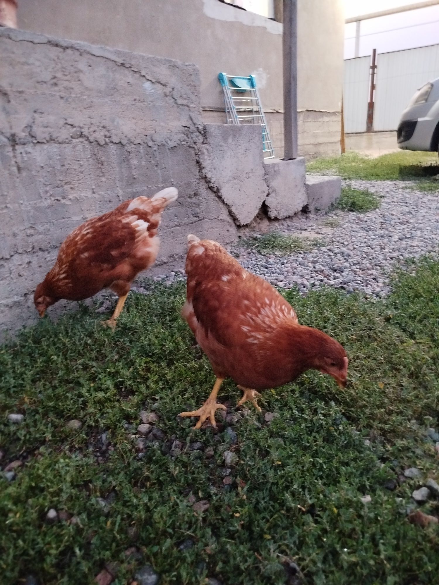 Продам цыплята ломан браун