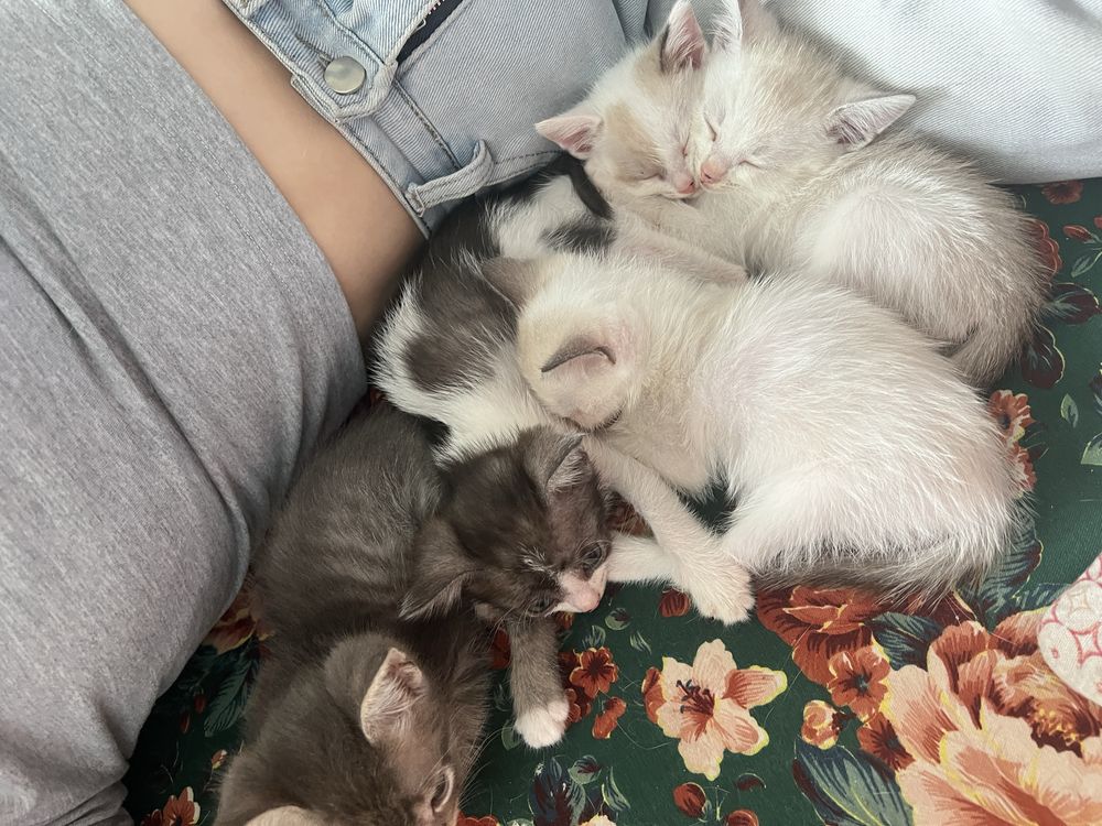 Отдам котят в добрые руки