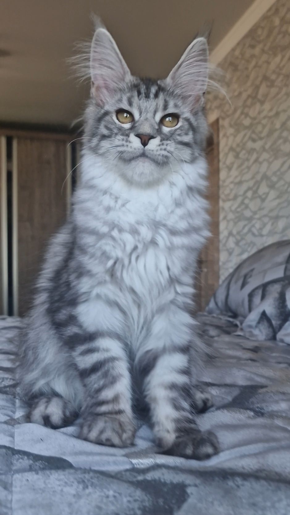 Мейн-кун  котята
