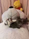 Котенки в добрые руки