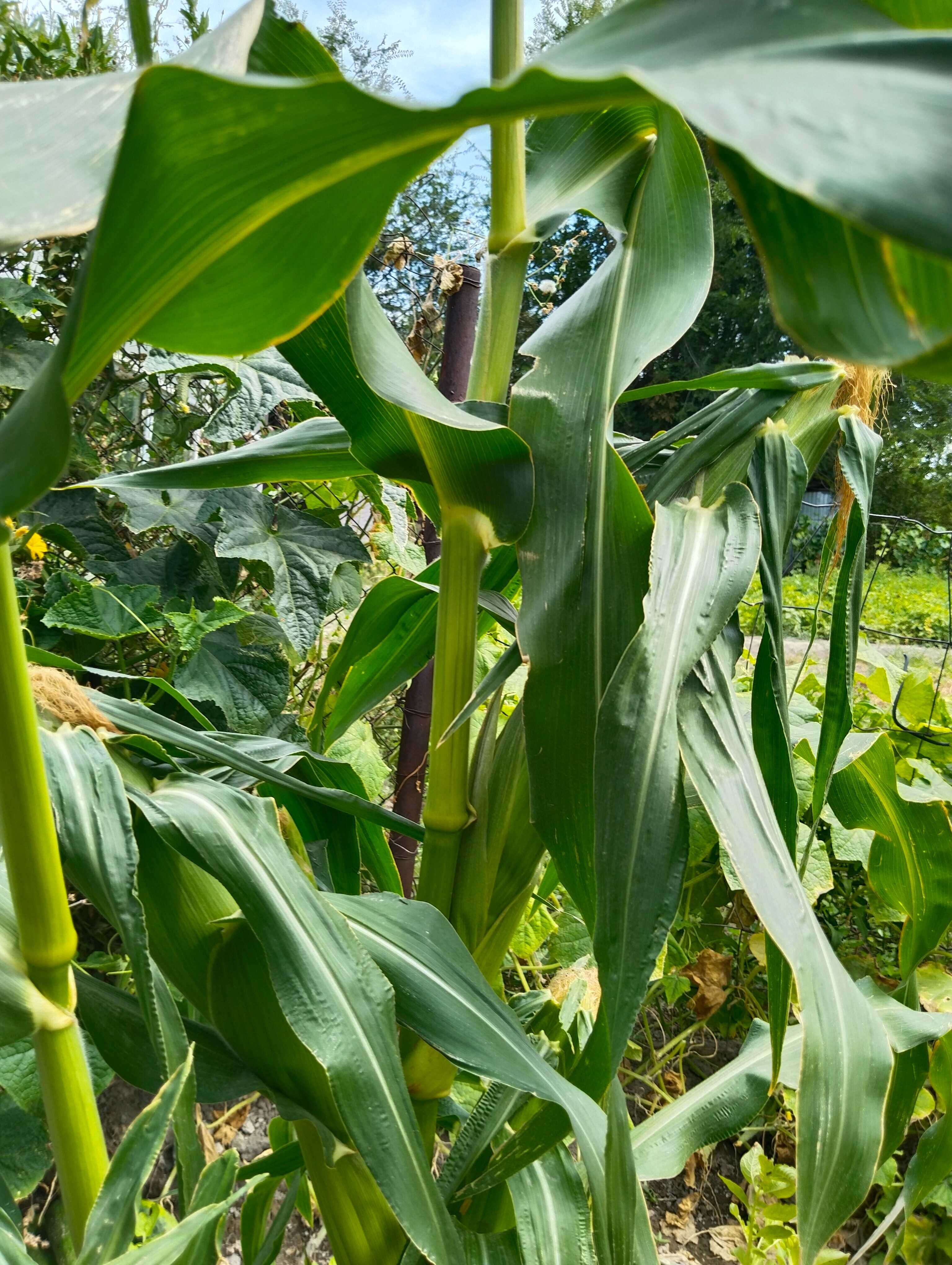 Продам кукурузу домашнюю