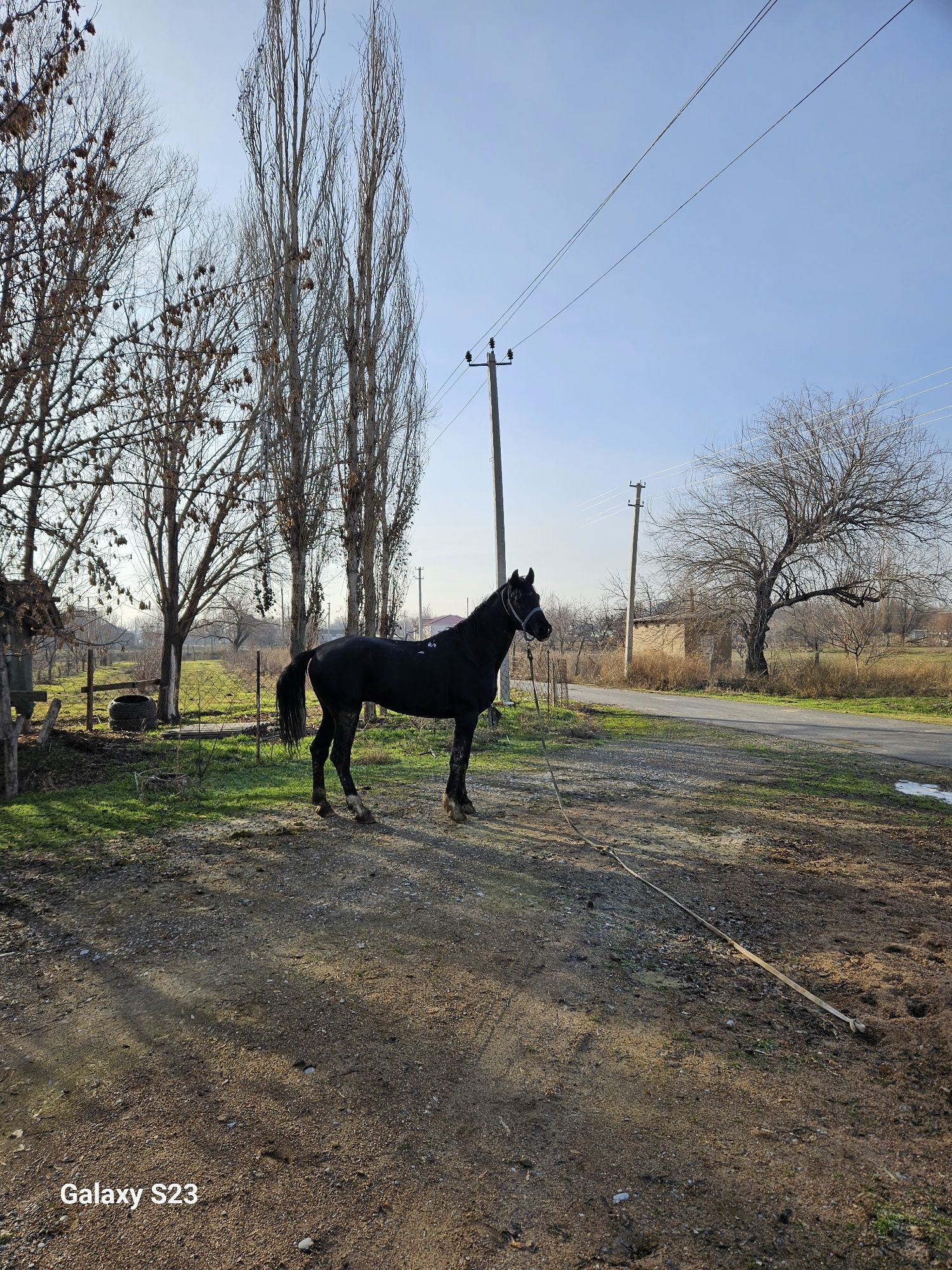 Көкпар ат сатылады