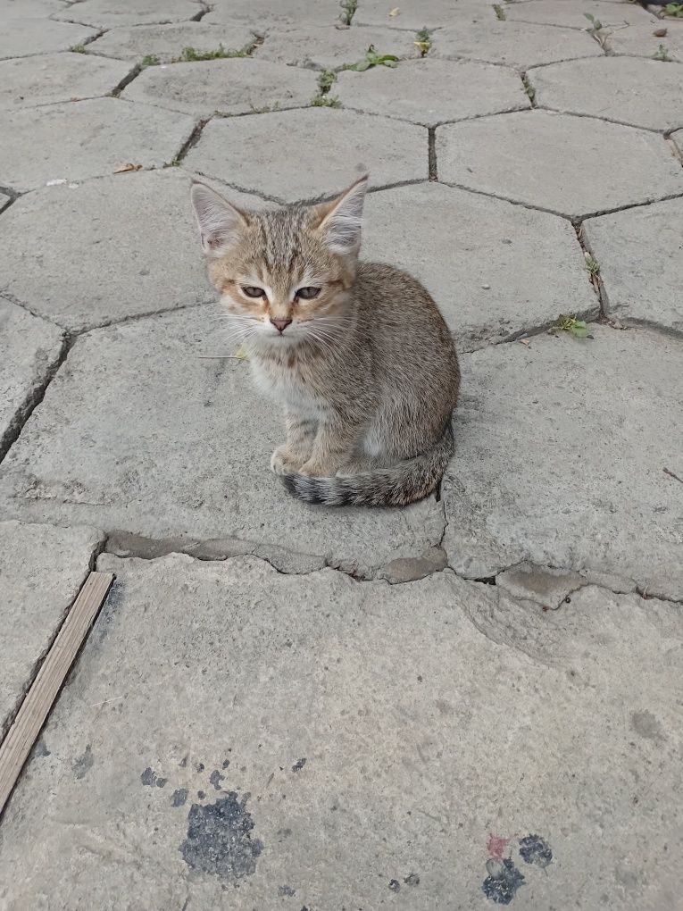Котята мальчики отдам даром