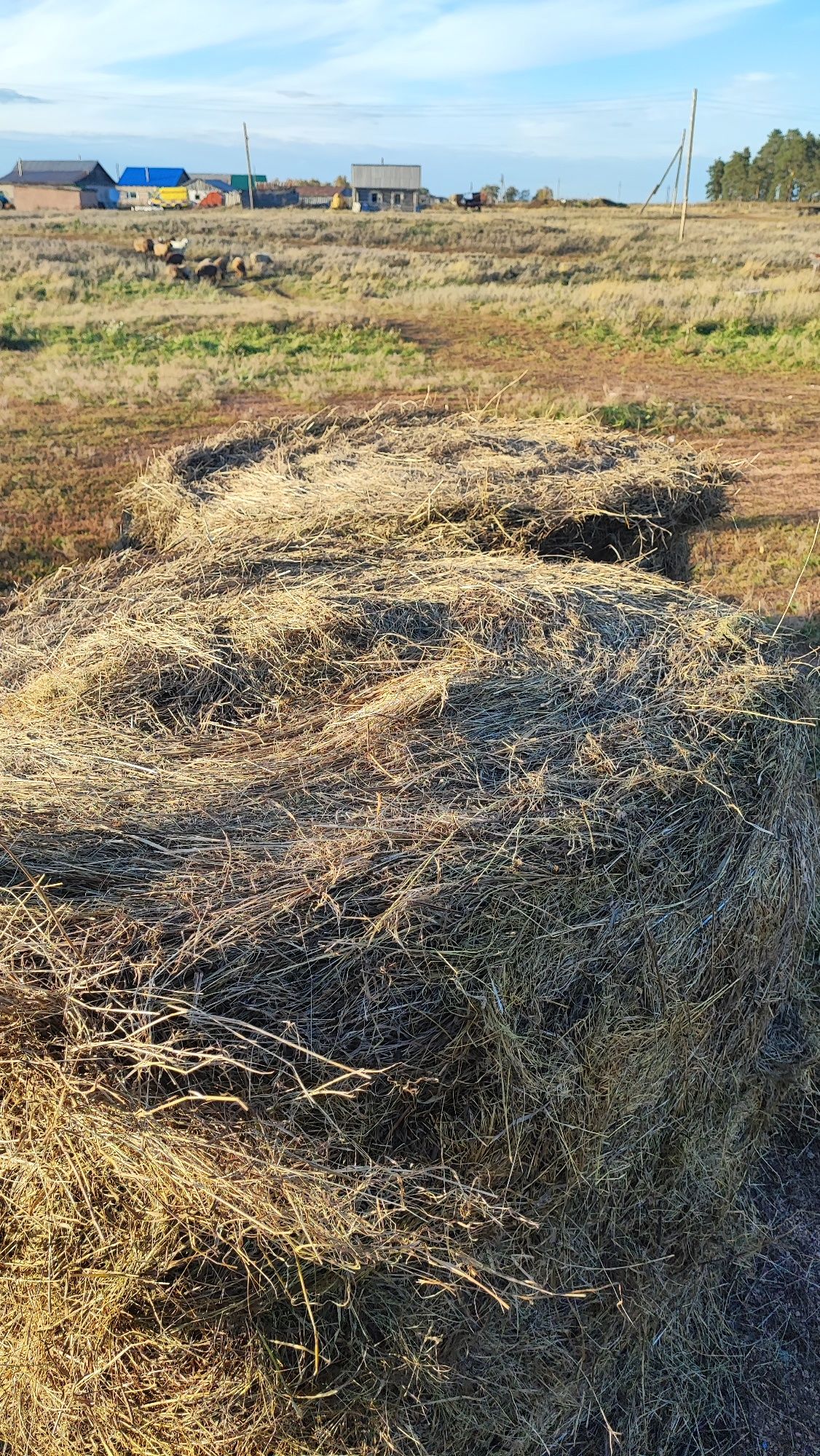 Продам сено, луговое, пресс прф-145,