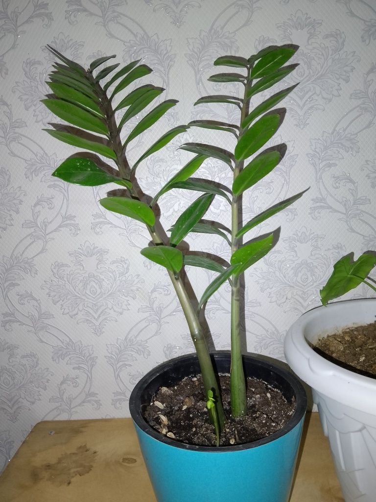 Цветы разные по низкой цене