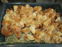 Цыплята мясояичного направления.