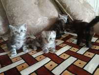 Котята шотландские