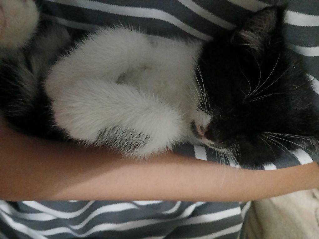 Котёнок  (мысық)