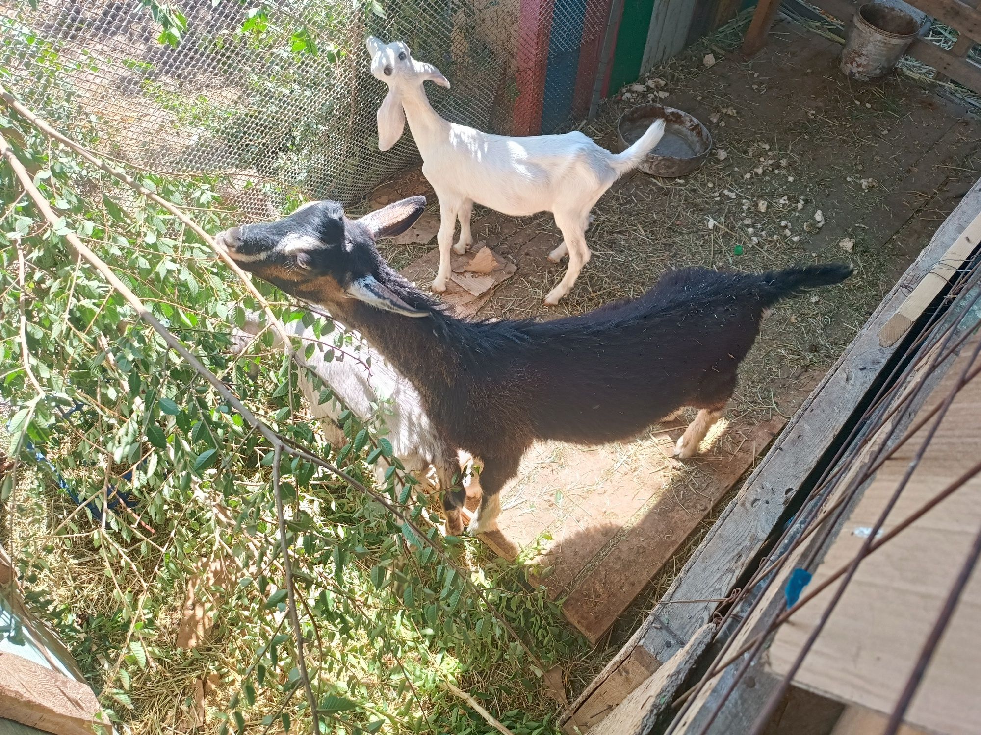 Продам лак 2 ешкі(1ұрғашы 1 еркек)