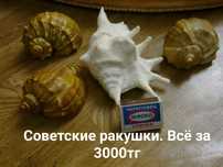 Большие раковины ракушки по низкой цене.